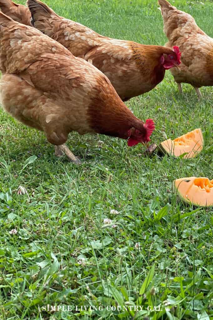 a flock of chickens munching on slices of cantaloupee