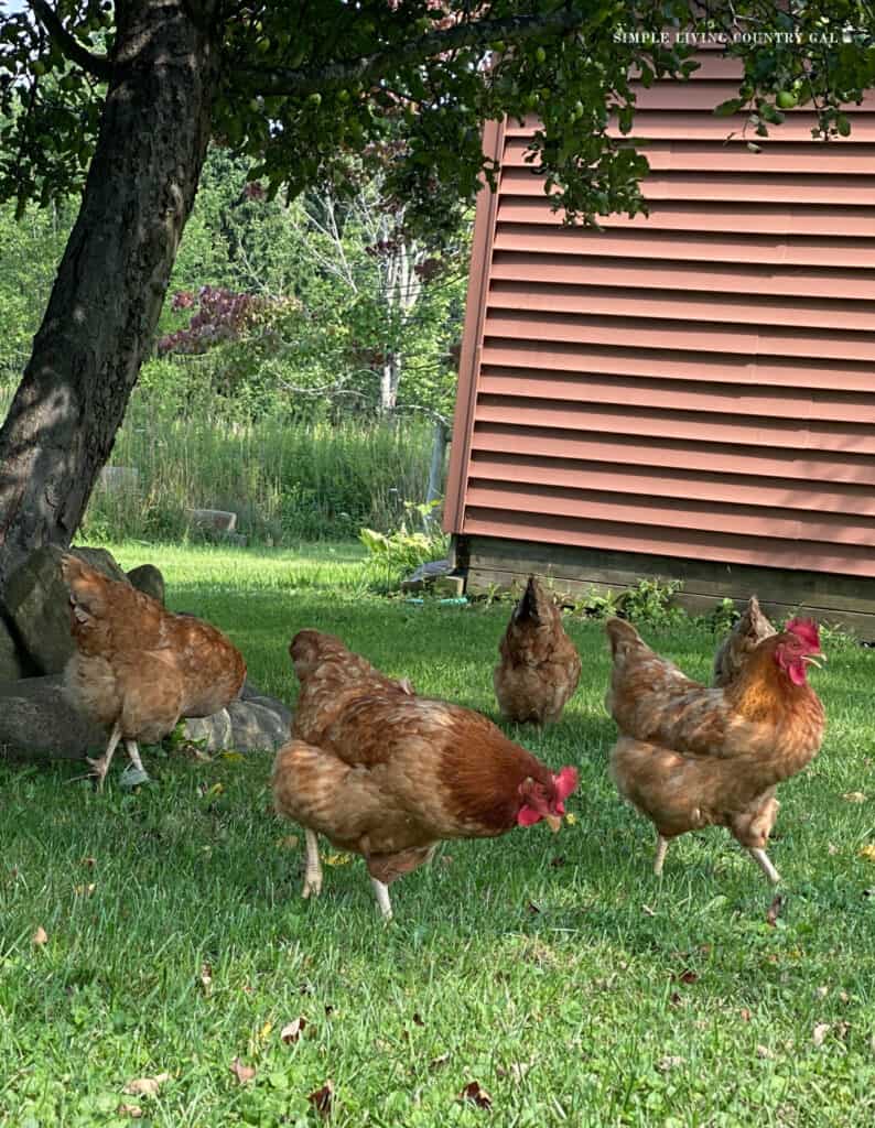 a flock of golden chickens foraging under an apple tree
