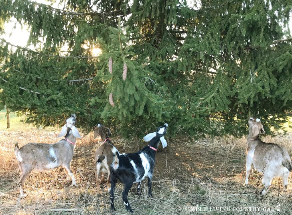 a herd of goats munching on a pine tree in a pasture