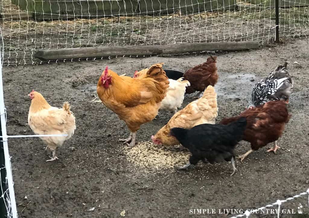 a rooster standing near hens that are eating scratch from the ground