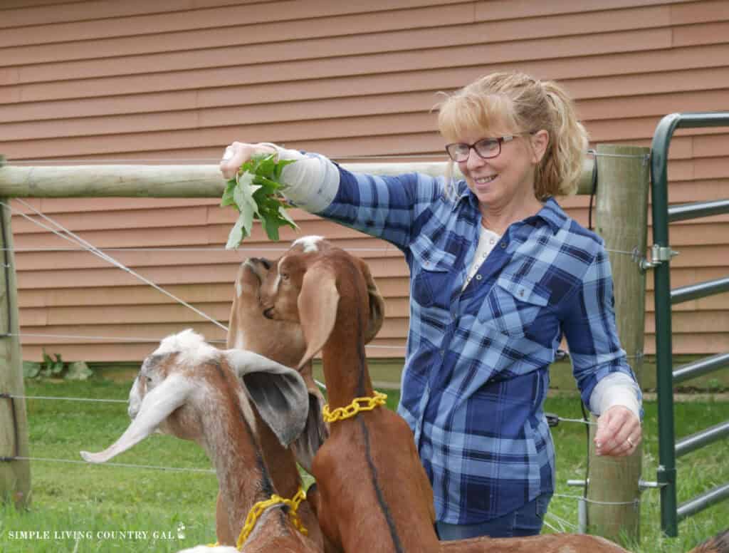 a woman feeding a small group of goats green leaves