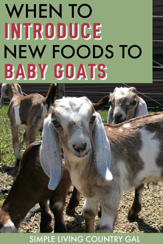 baby goat feeding schedule