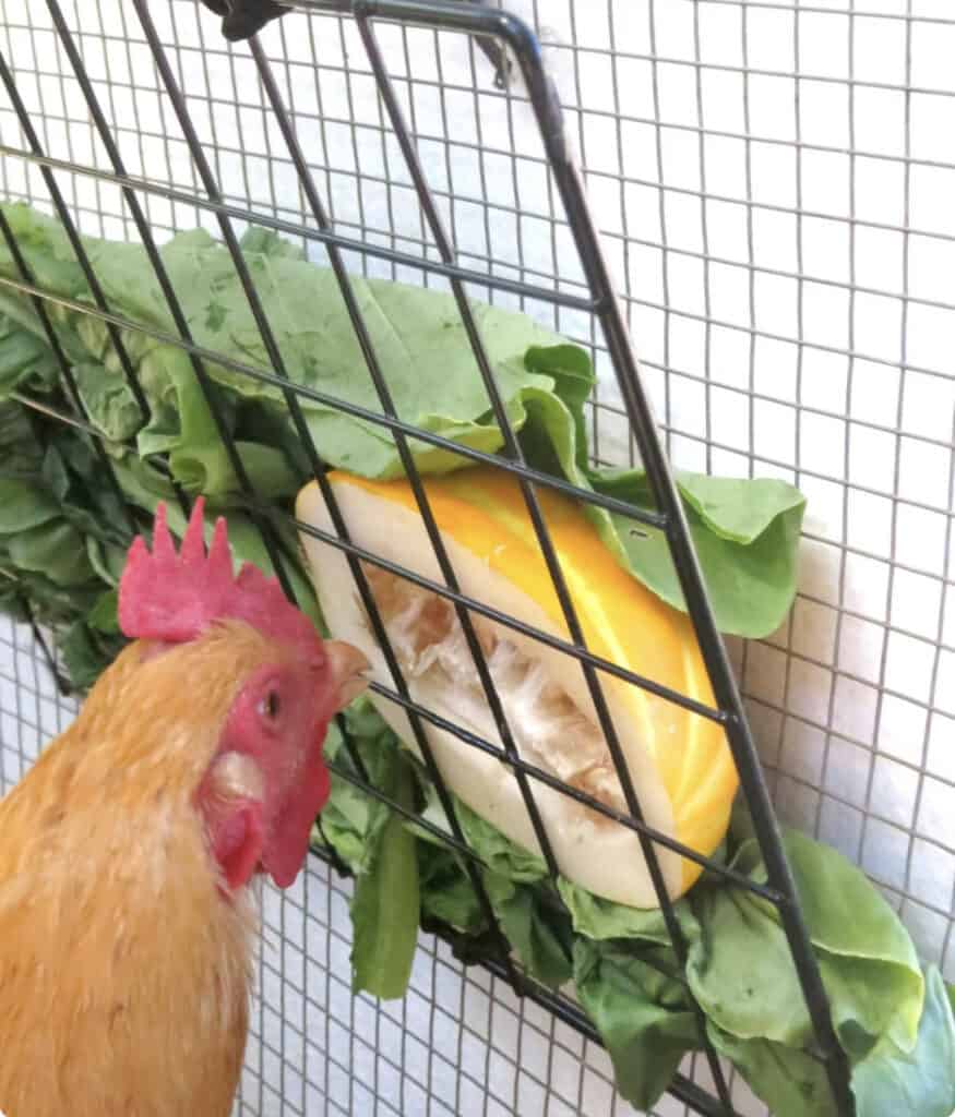 chicken using a veggie feeder
