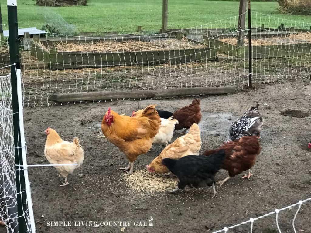 chickens in a fenced in area