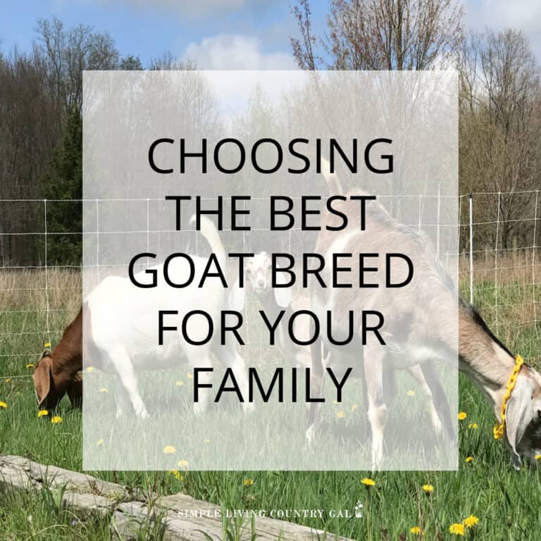 Goat Breeds List