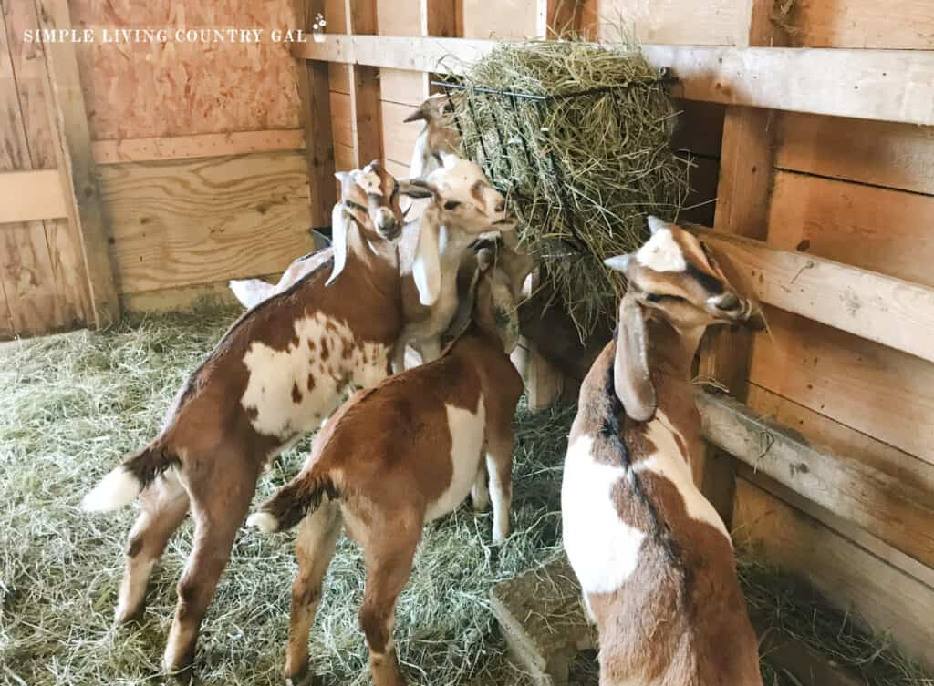 goat kids eating hay from a hay rack