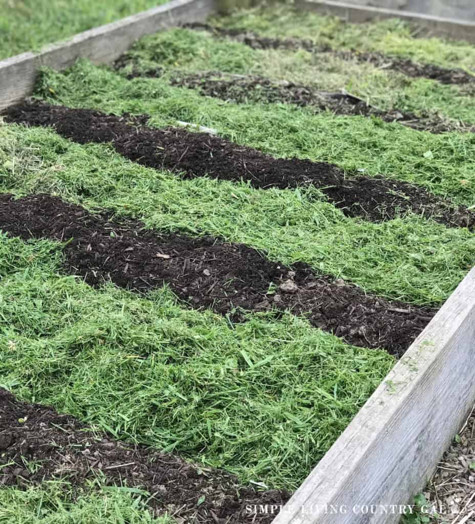 green grass used as mulch on a raised bed garden