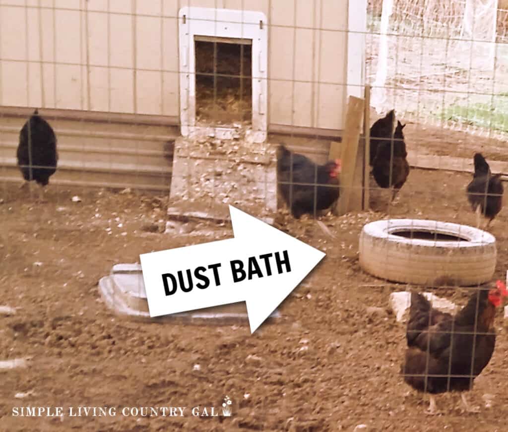 homemade dust bath for chickens using old tire