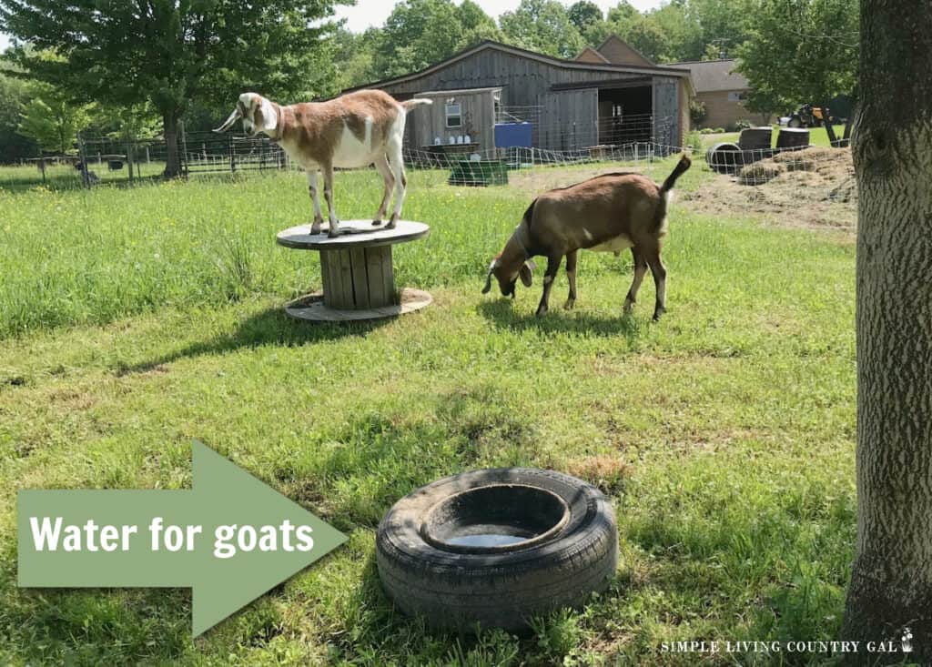two goats in a pasture near to a tire with a water bowl inside. arrow points to the tire and says water for goats. 
