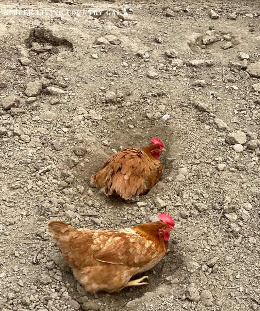 two golden chickens rolling in the soil of a chicken run