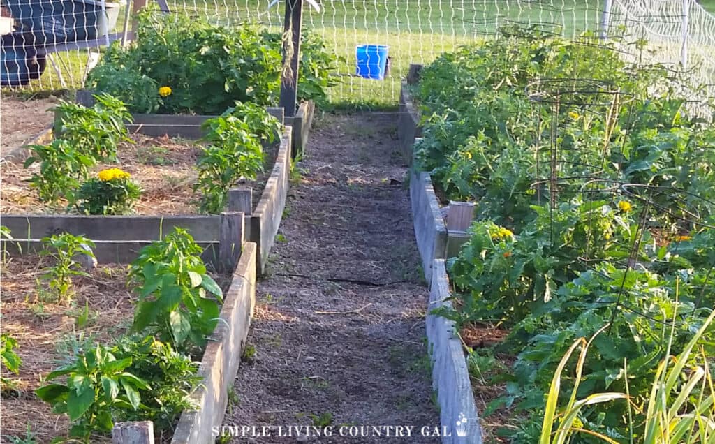 6 raised garden beds with a gravel pathway down the middle