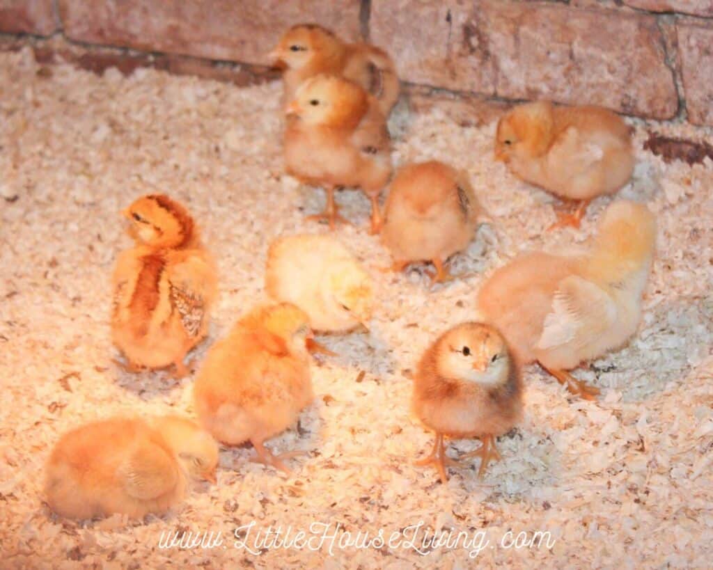 A group chicks gathered on wood shavings