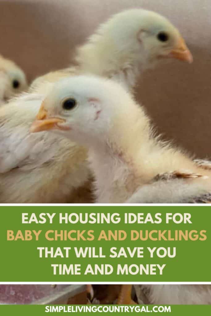 housing for baby chicks 