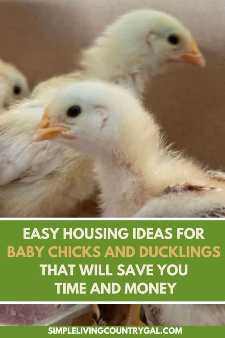 Easy Housing Ideas for Baby Chicks and Ducklings Simple Living Country Gal