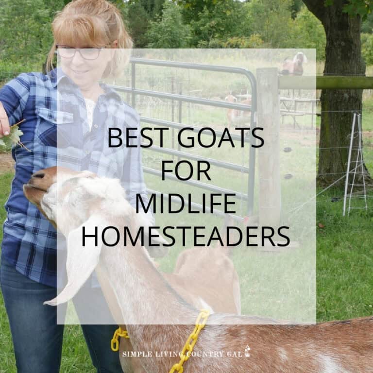 best goats for beginners