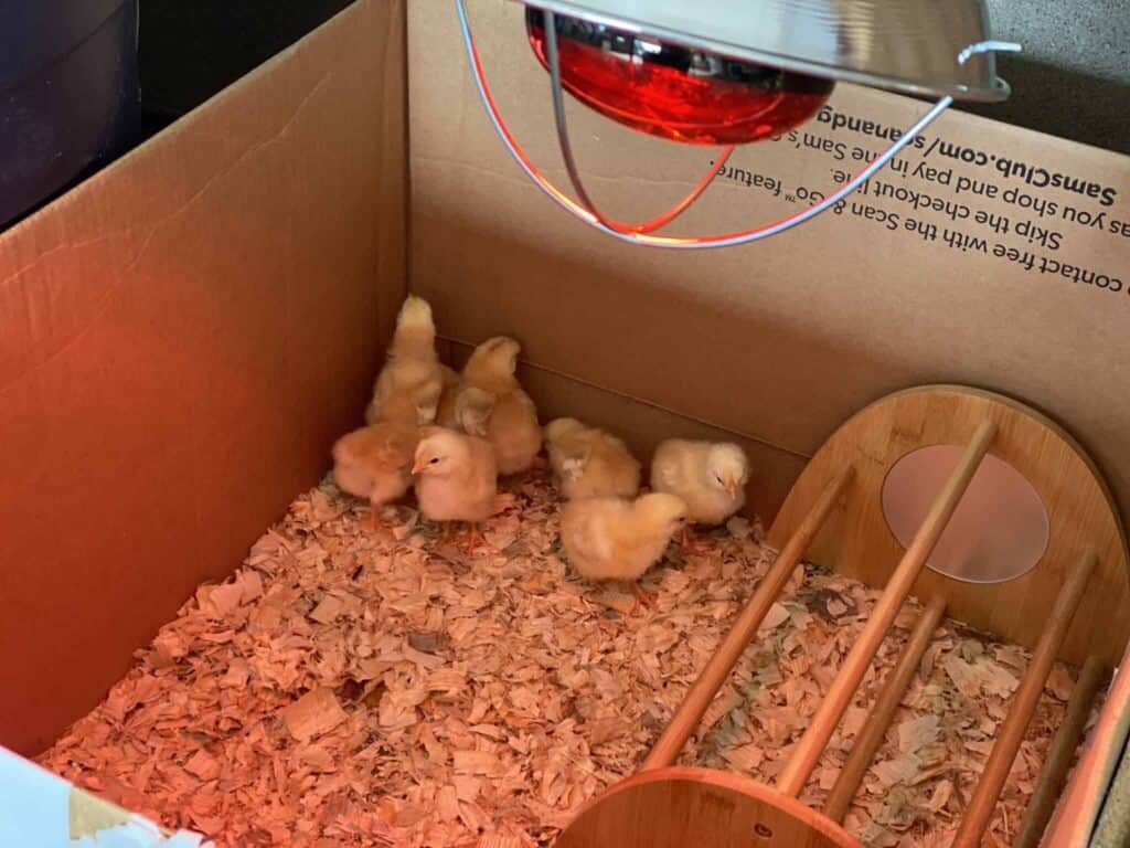 Chicks huddled together in a cardboard brooding box filled with wood shavings