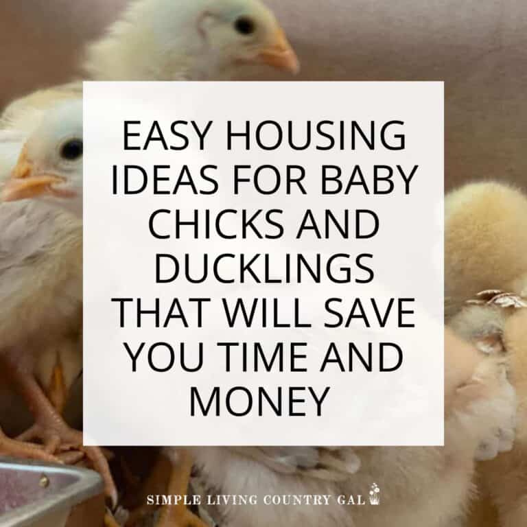 easy housing ideas for baby chicks and ducklings