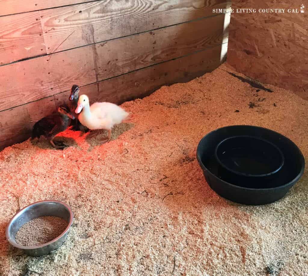 Three ducklings in a brooder setup with wood-shavings on the ground, black water bowl and a smaller metal feed dish 