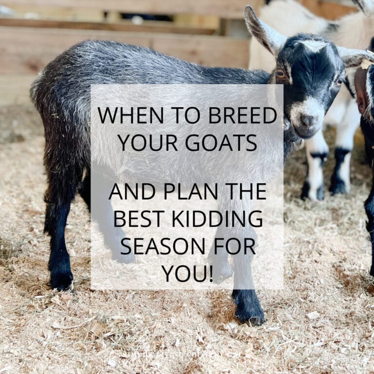 when to breed goats