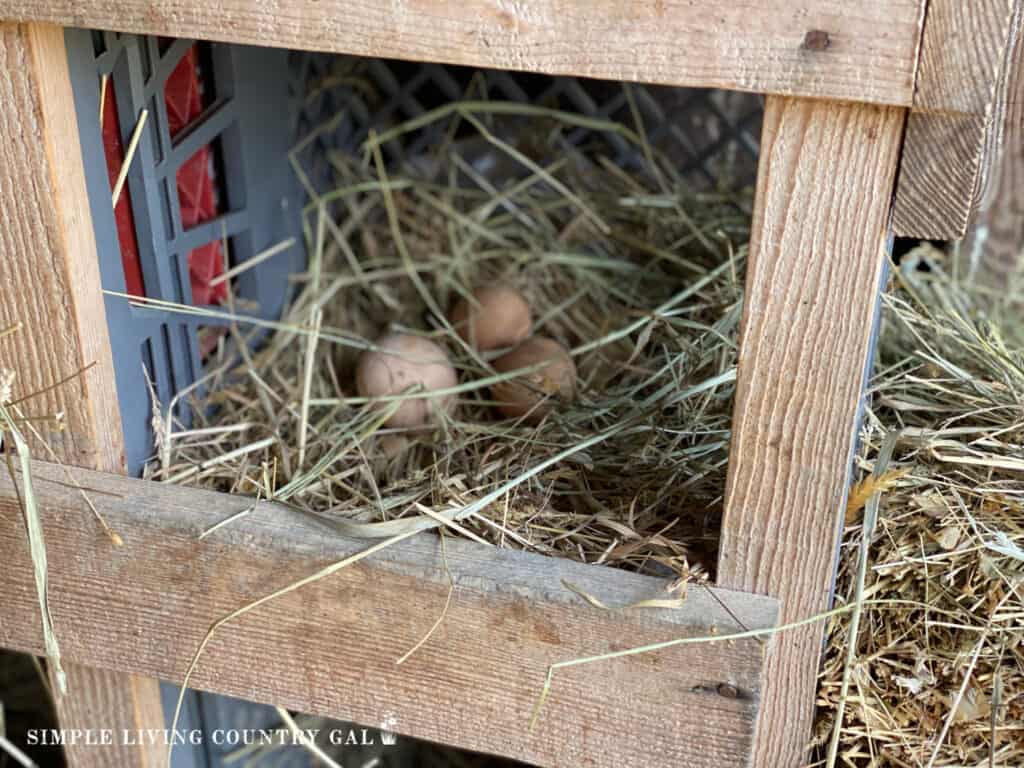 a collection of eggs in a chicken coop nesting box