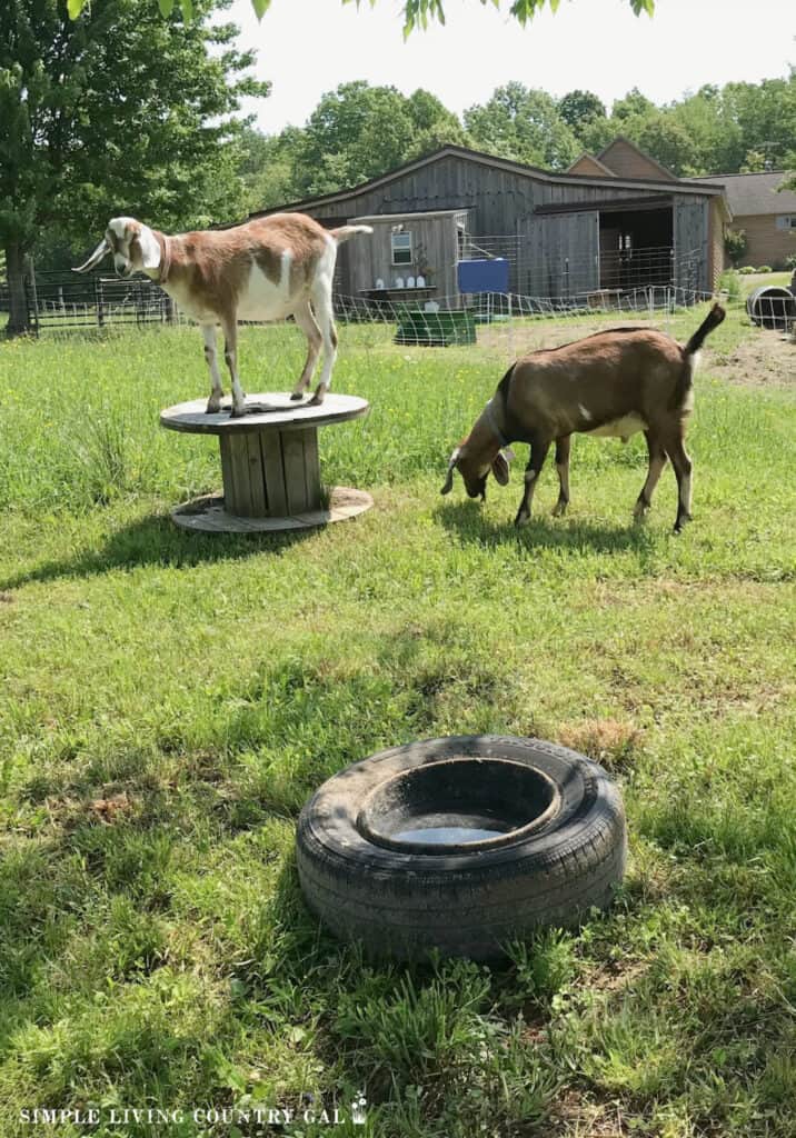 a goat climbing on a toy in a pasture near to a goat that is grazing in grass