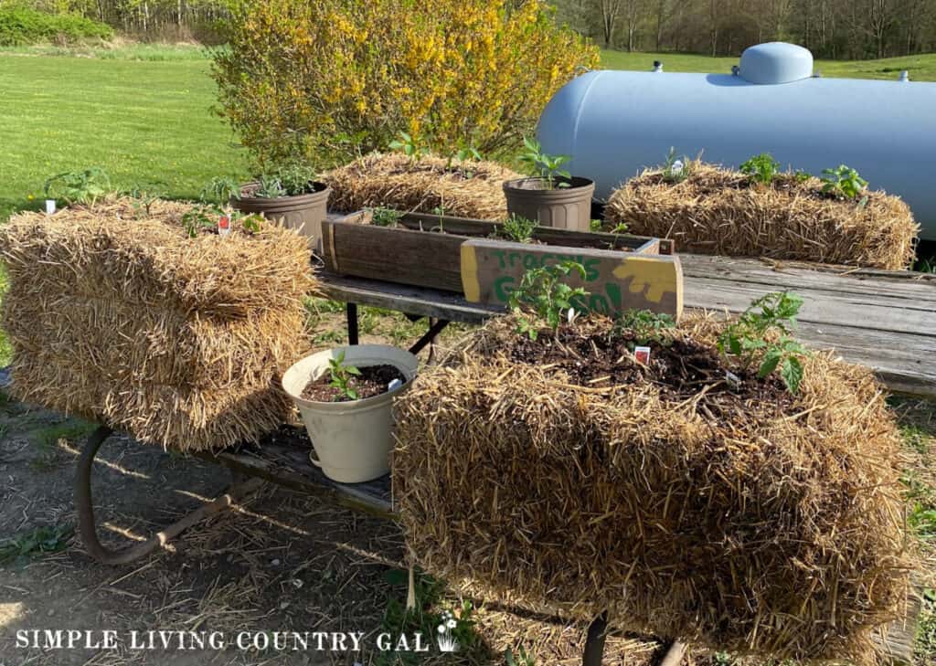 a straw bale garden setup on a picnic table planted with veggie