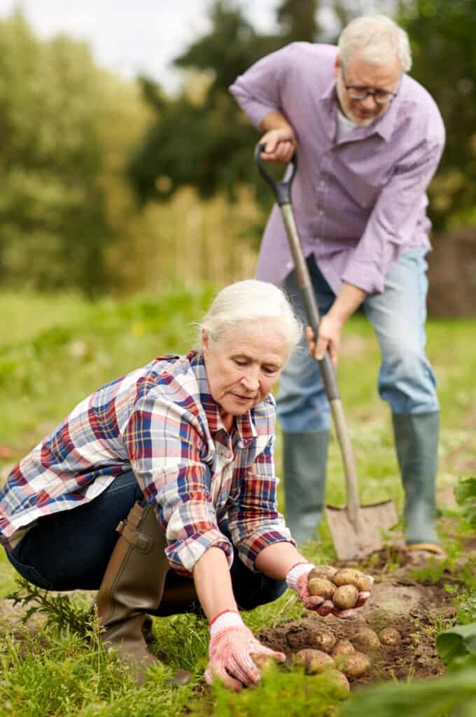 an empty nester couple harvesting potatoes from a garden on a homestead layout