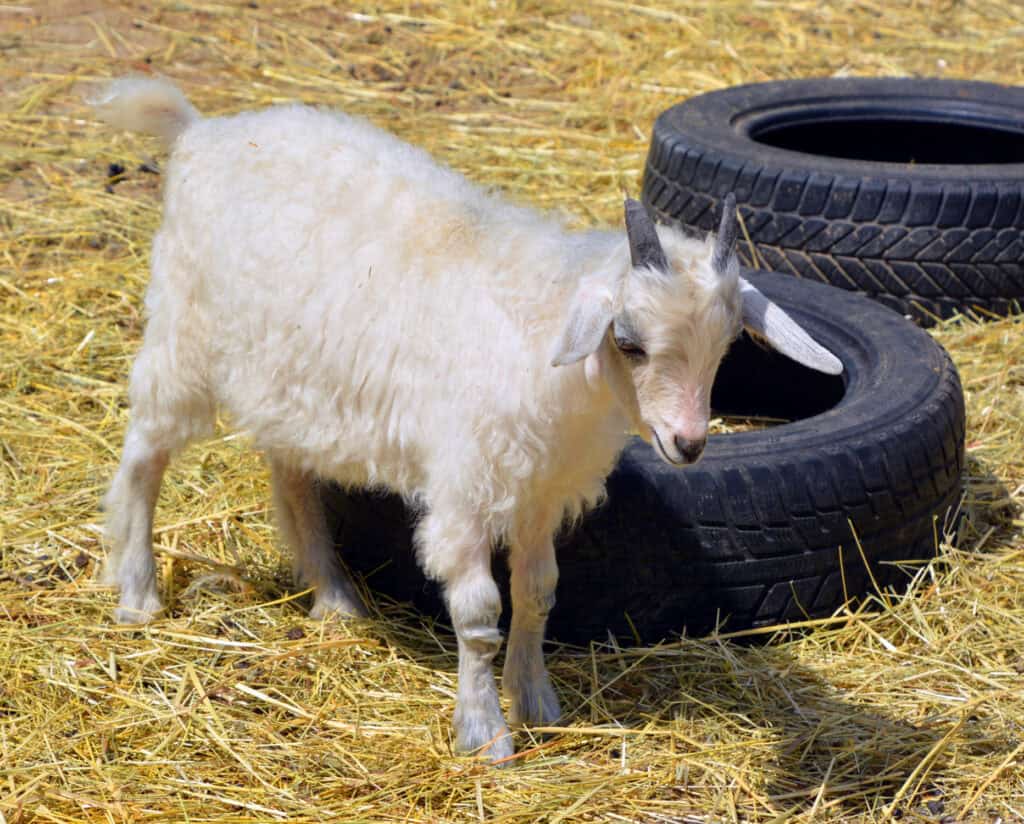 angora goat standing near to a tire