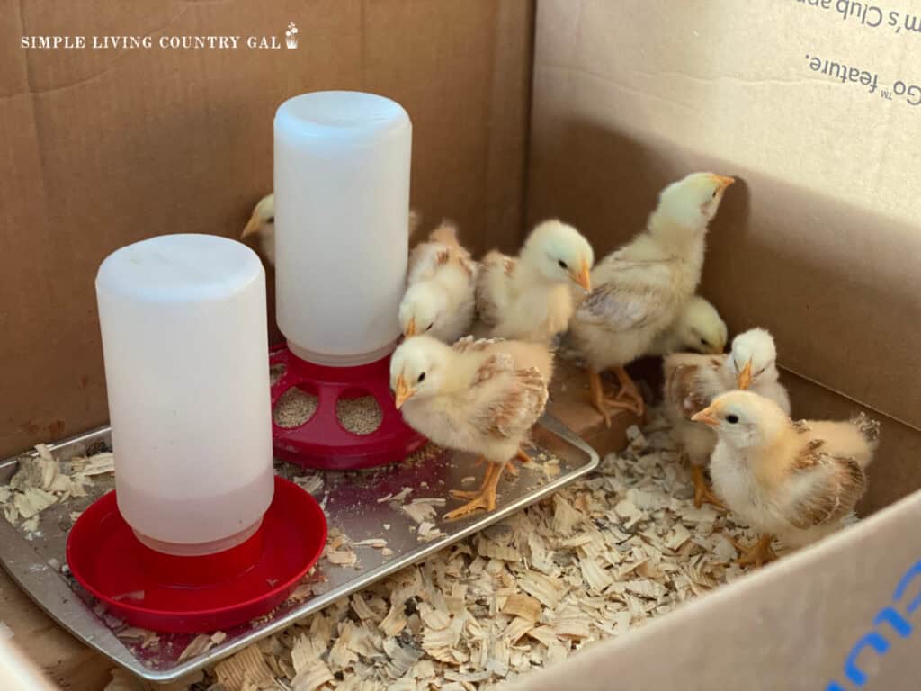 baby chicks in a brooder near to a waterer and feeder