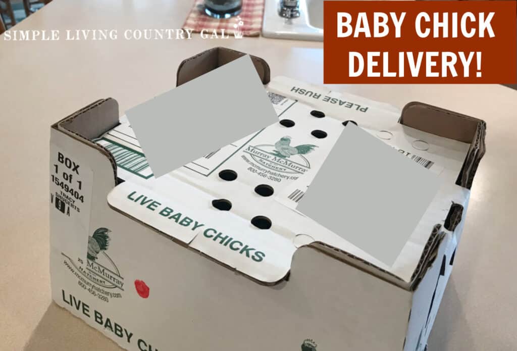 white delivery box with the words "Baby chick delivery" in the upper right corner