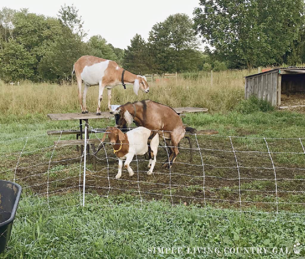 buck breeding a Boer Goat in a fenced in area