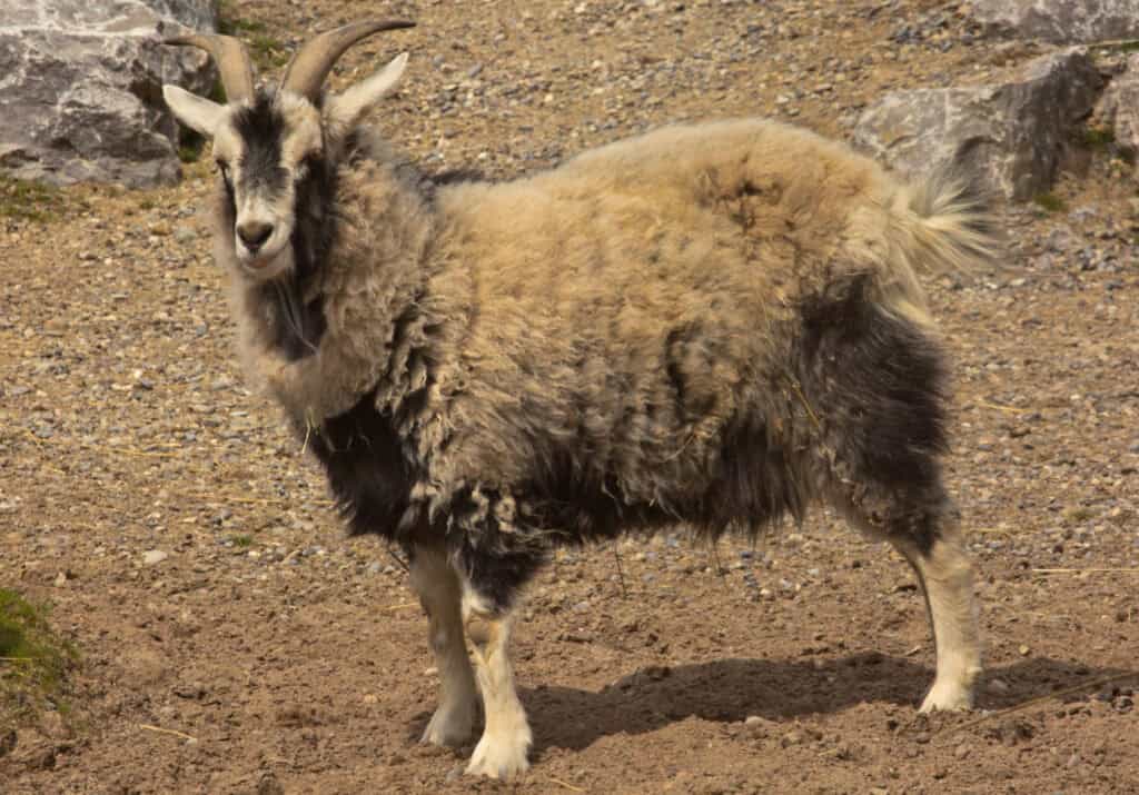 cashmere goat in a rocky area