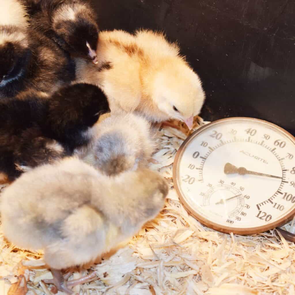 chicks huddled together in a brooder with wood shavings on the floor, near an analog thermometer