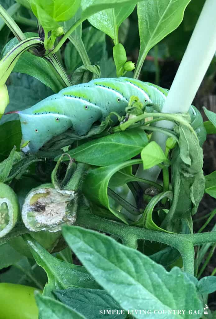cucumber beetle on a tomato plant