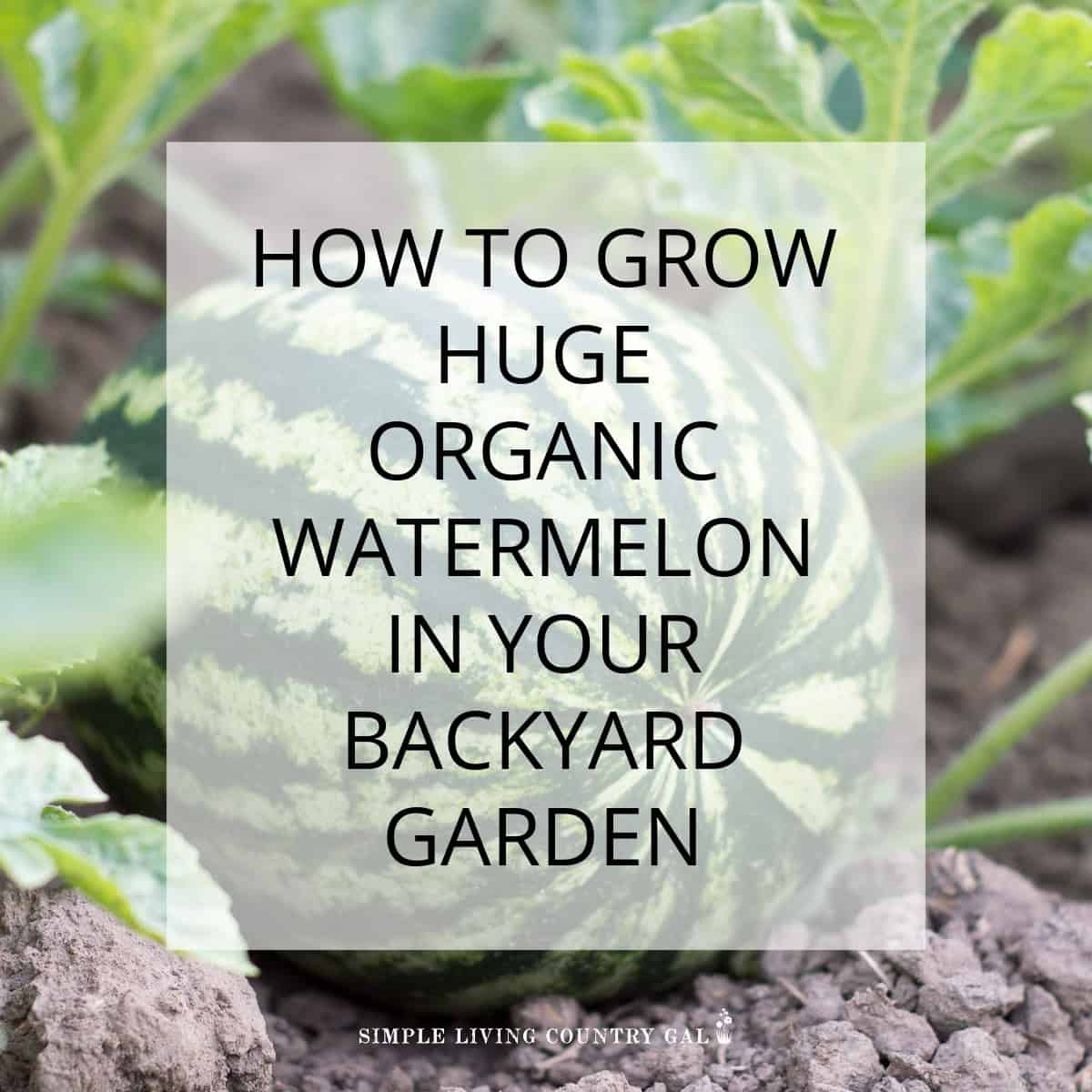 how to grow watermelon for beginners