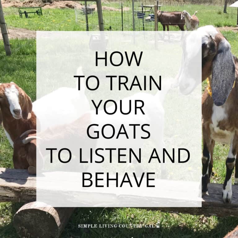 How To Train Your Goats