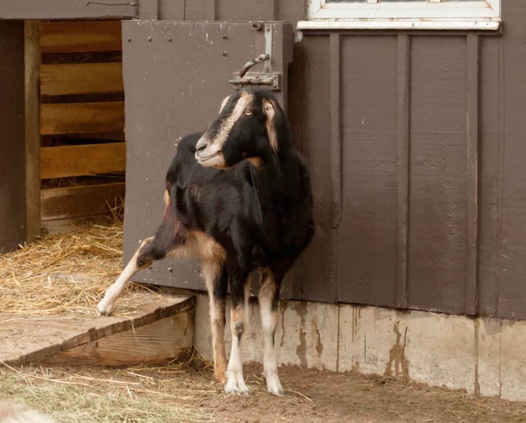 LaMancha goat standing in front of a barn