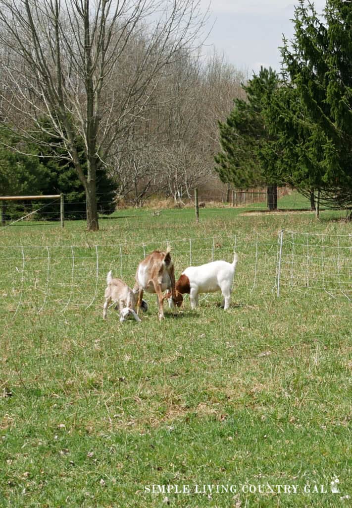 3 goats grazing in a pasture