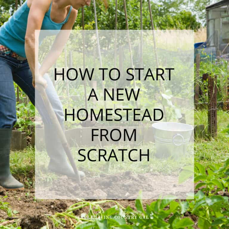 starting a homestead from scratch