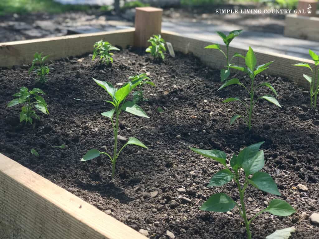 a collection of young pepper plants growing in a raised bed