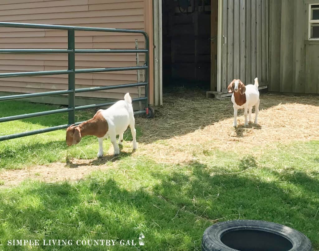 two Boer goats walking out of a barn