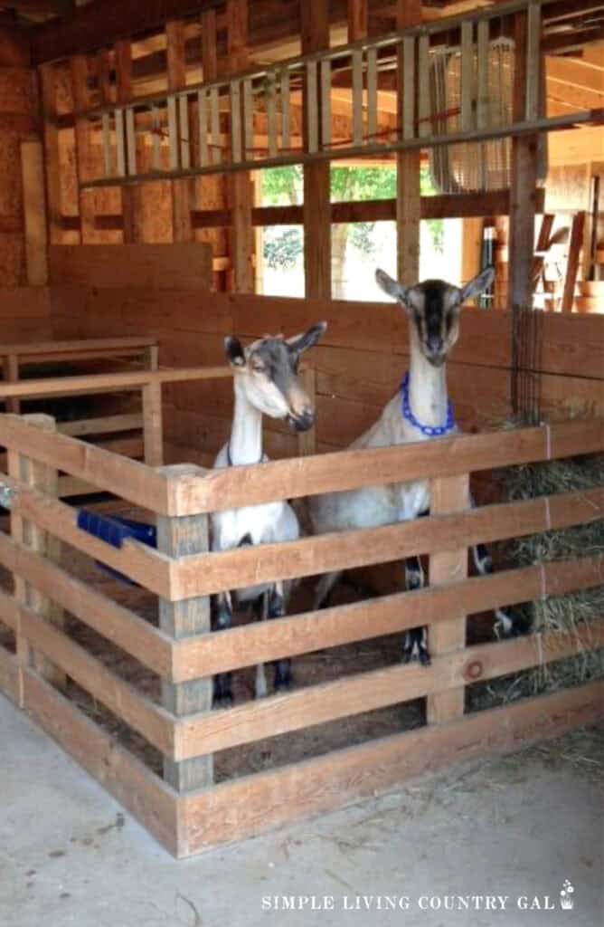 two Alpine goats in a pen of a barn