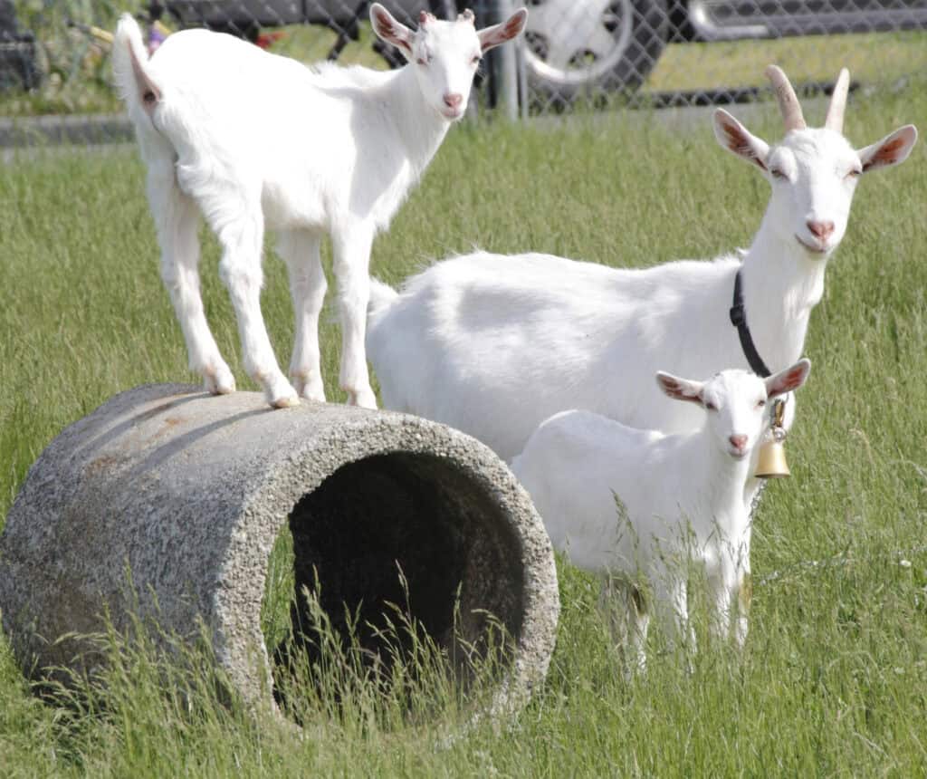 3 kiko goats in a pasture