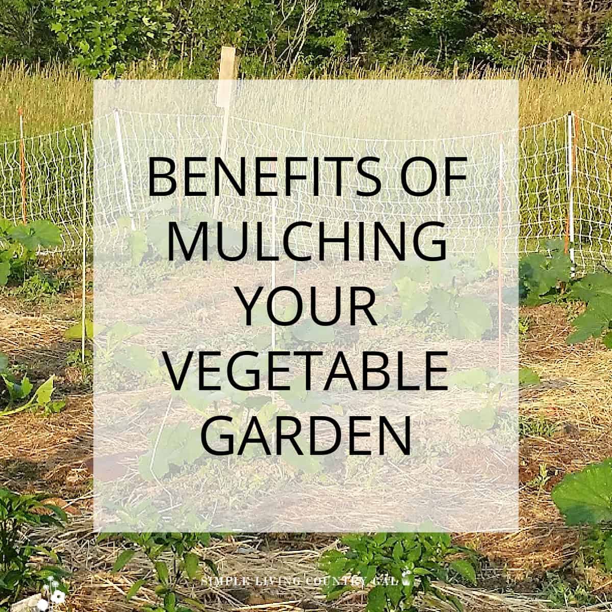 The Benefits Of Mulching Your Garden Simple Living Country Gal