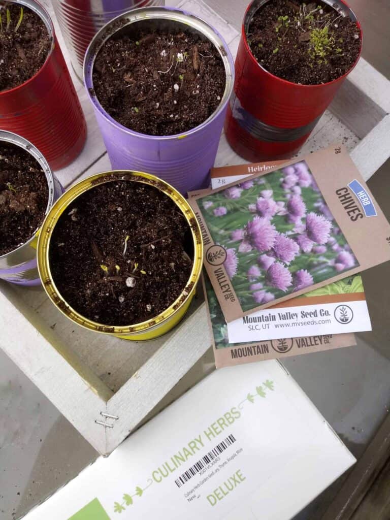DIY herb gardening setup using repurposed tin cans as planters, and seed packets labeled Chives