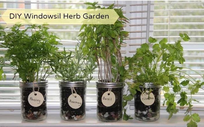 DIY windowsill herb garden with four different herb plants grown in glass mason jars