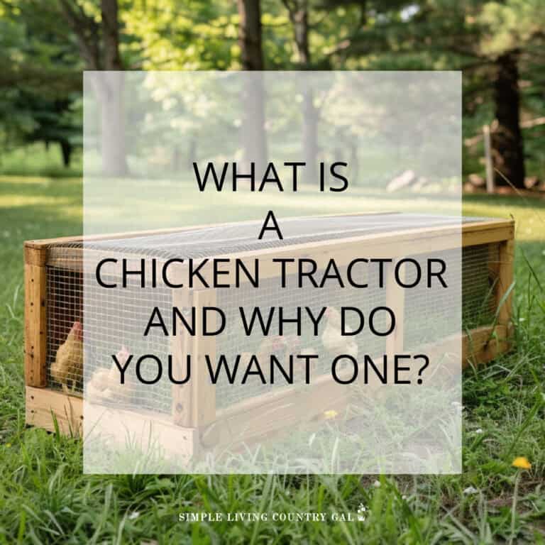 What is a chicken tractor