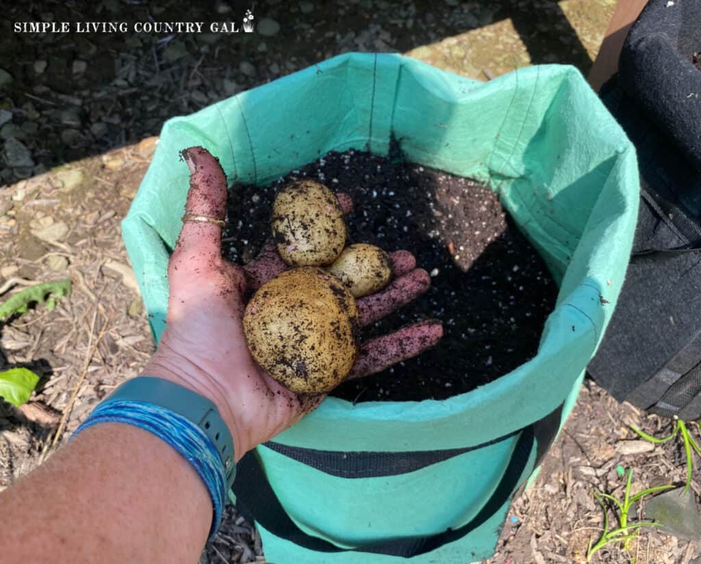 a hand holding potatoes over a grow bag 