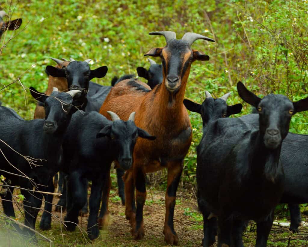 a herd of spanish goats in a wooded field
