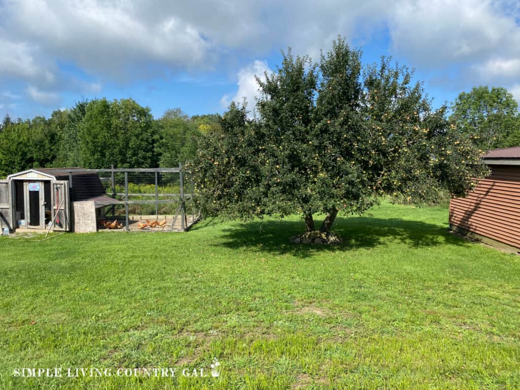 a simple homestead with a barn, apple tree, and coop 